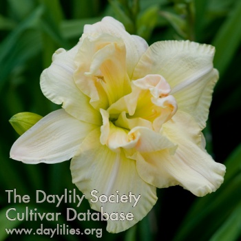 Daylily Girls Raised in the South